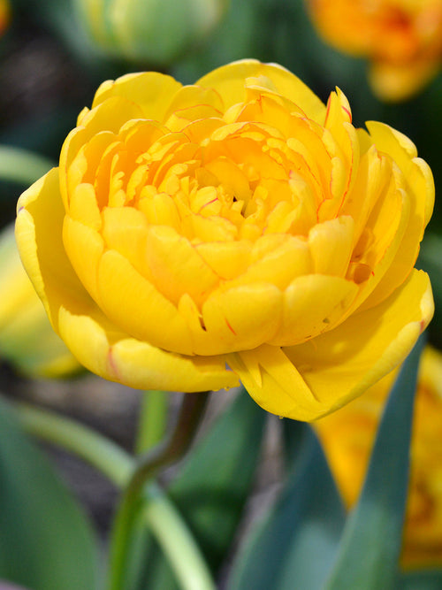 Tulip Yellow Pomponette bulbs