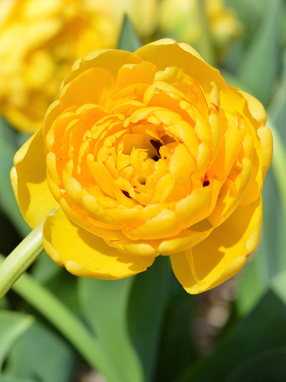 Tulip Yellow Pomponette