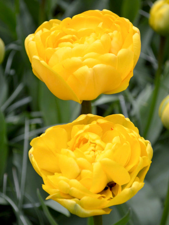 Tulip Flower Bulbs Tulip Yellow Pomponette