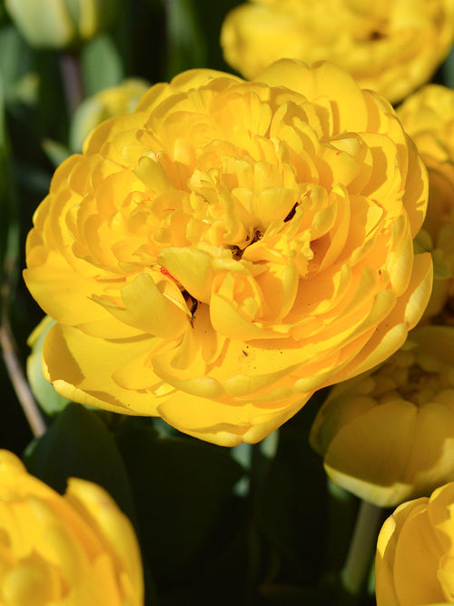 Tulips Yellow Pomponette