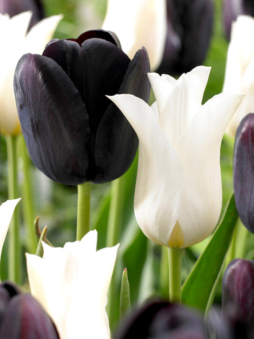 Black and White Tulip Bulb Mix - DutchGrown™ Zebra Collection