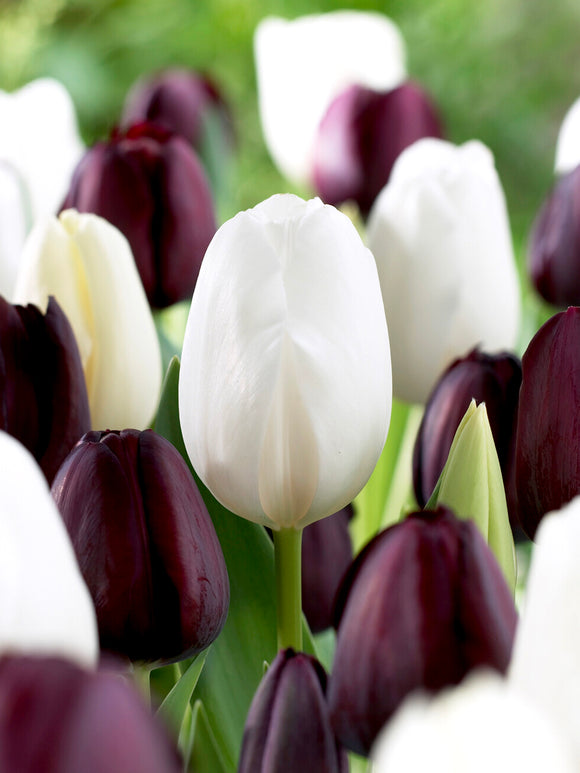 Tulip Zebra Collection