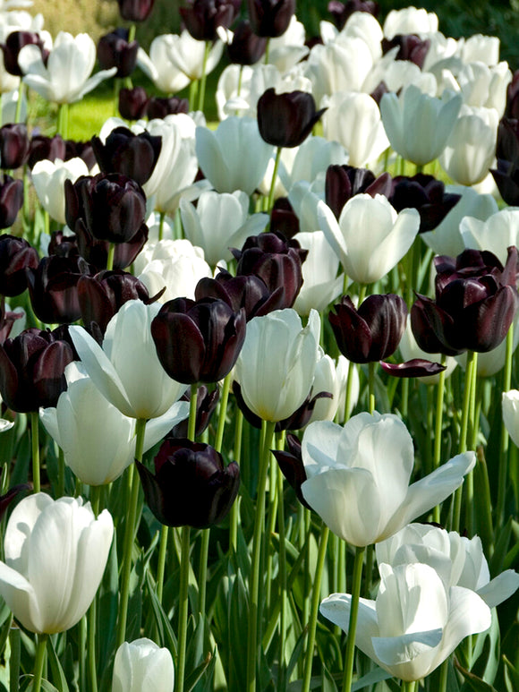 Tulip Zebra Collection in spring garden