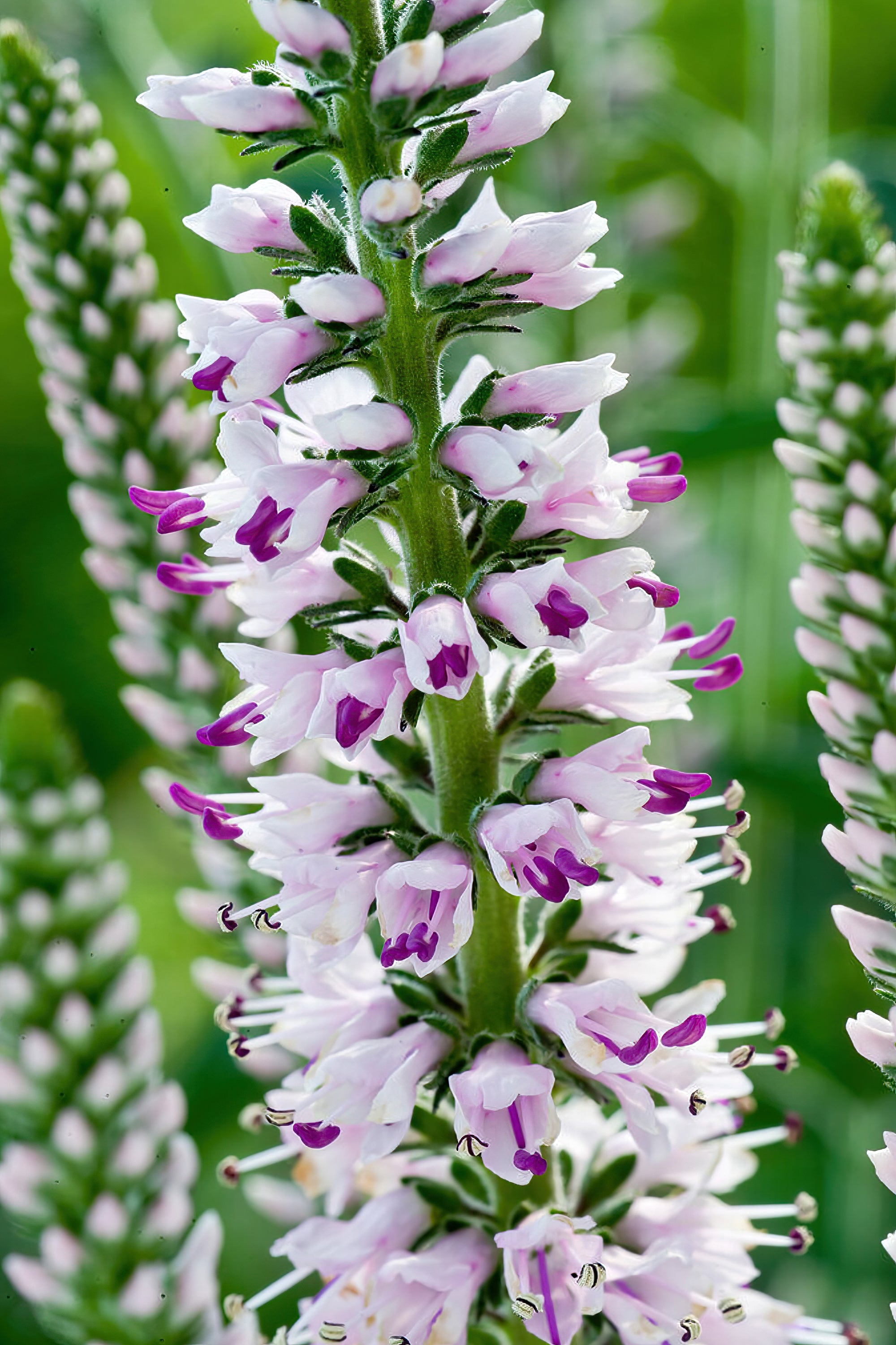 Pink Eveline Speedwell (Veronica Longifolia)- Bare Roots | DutchGrown™