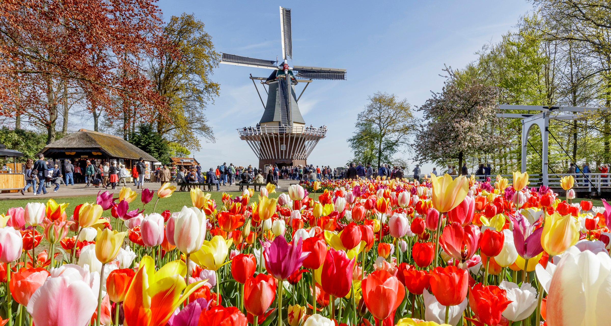 Buy Flower Bulbs online EU Delivery DutchGrown™