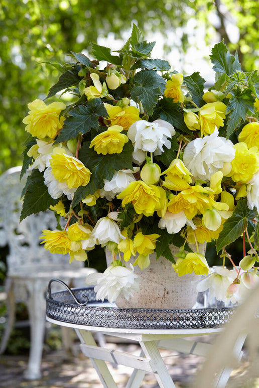 Begonia Cascade Yellow/White Mixed bulbs for EU shipping