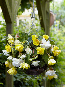 Begonia Cascade Yellow/White Mixed