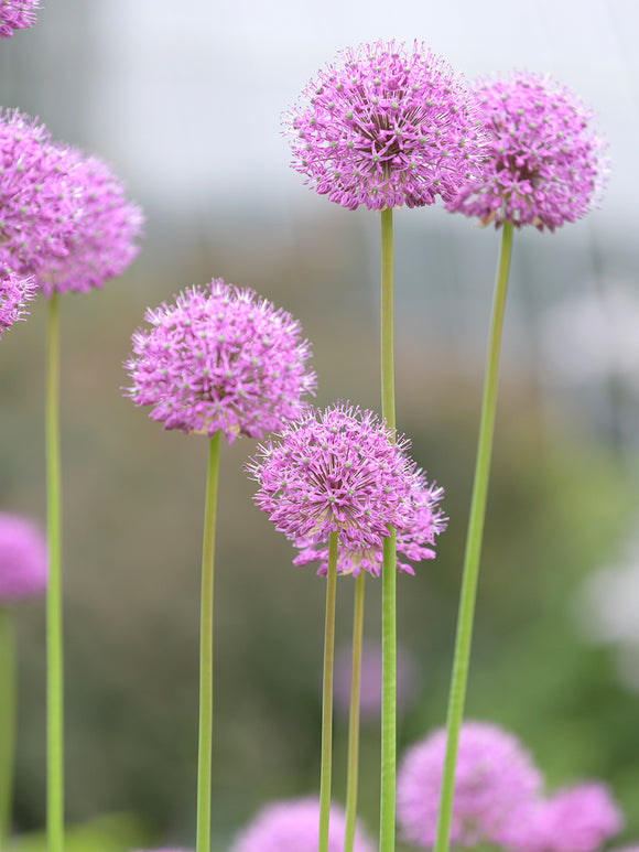 Buy Allium Pink Sensation