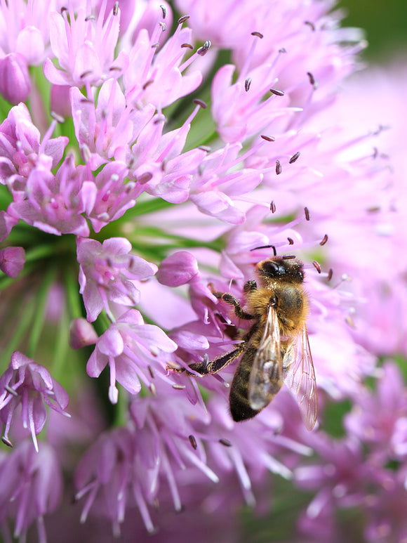 Buy Allium Pink Sensation Bulbs 