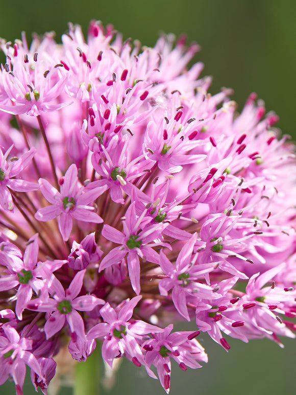 Allium Pink Sensation Bulbs - EU Shipping