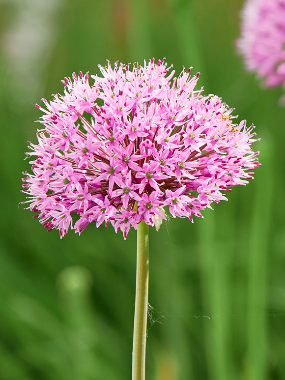 Allium Pink Sensation Bulbs