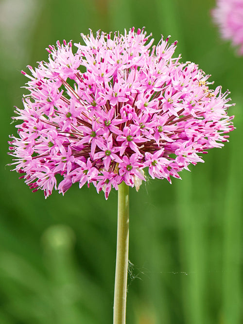 Allium Pink Sensation - Autumn Delivery