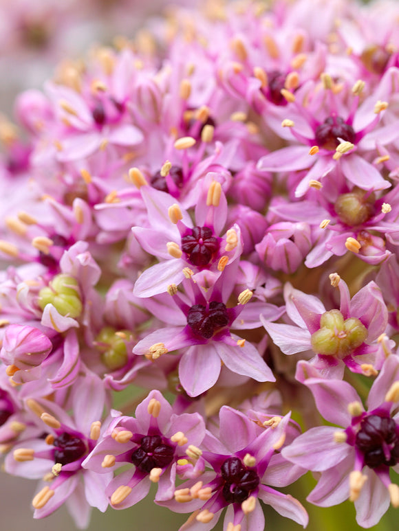 Buy Allium Red Eye Flower Bulbs