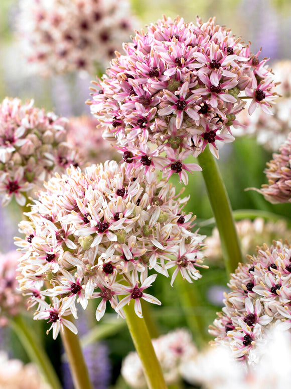 Allium Red Eye Bulbs - Autumn Shipping