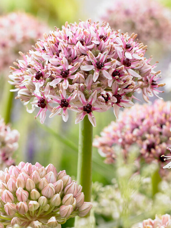 Allium Red Eye