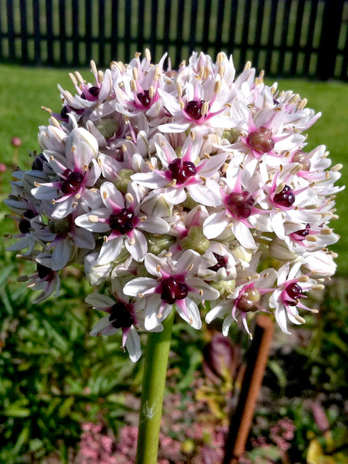 Allium Red Eye Bulbs