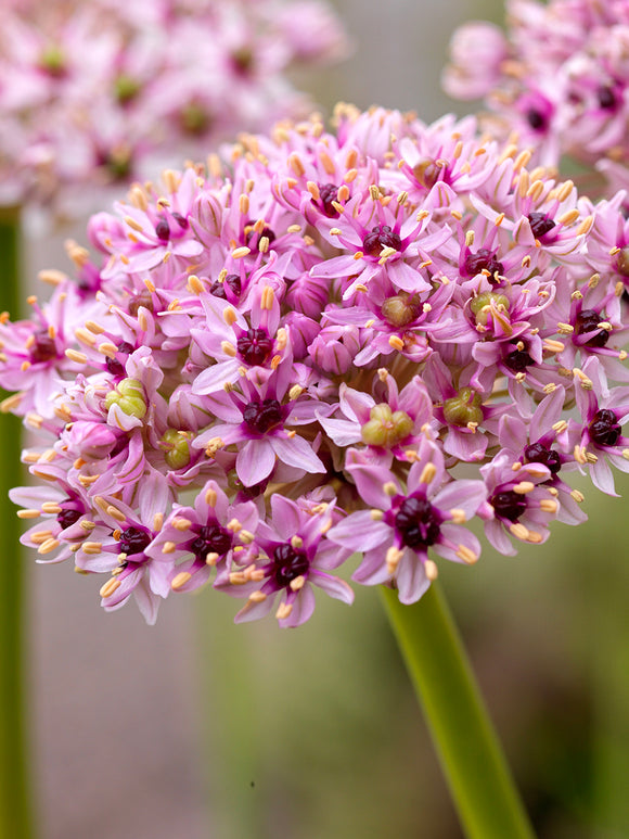 Buy Allium Red Eye Bulbs