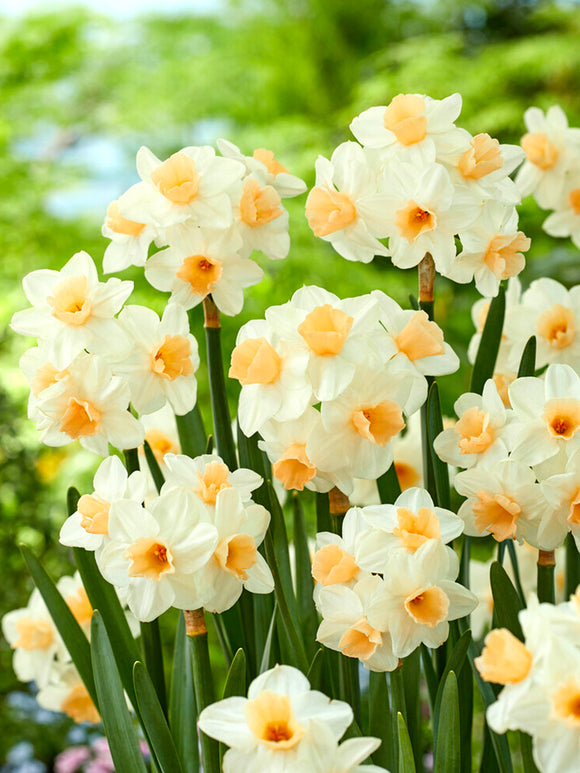 Daffodil Kapiti Peach