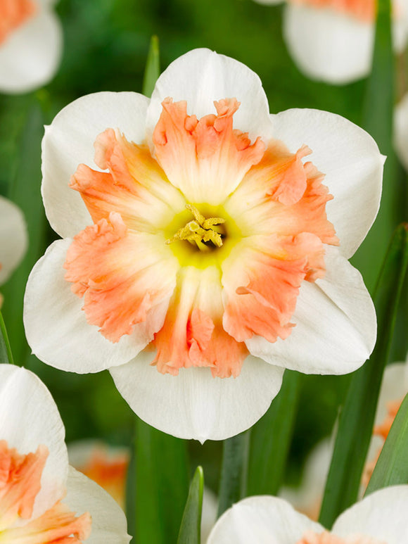 Daffodil Mallee Flower Bulbs