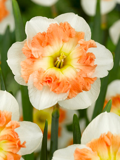 Orange, White Daffodil Bulb - Daffodil Mallee