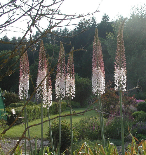 Eremurus Robustus Foxtail Lily Bulbs