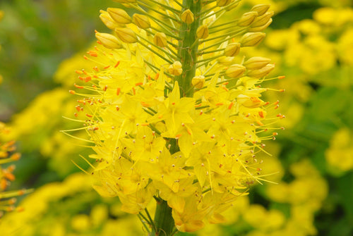 Yellow foxtail lily bulbs