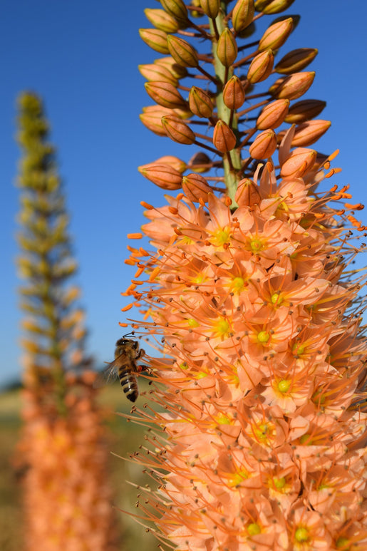 Eremurus Romance bulbs