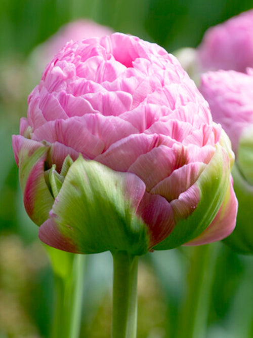 Tulip Strawberry Cream Flower Bulbs