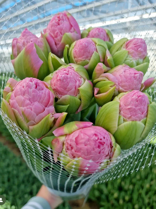 Buy Tulip Strawberry Cream Bulbs - Autumn Shipping