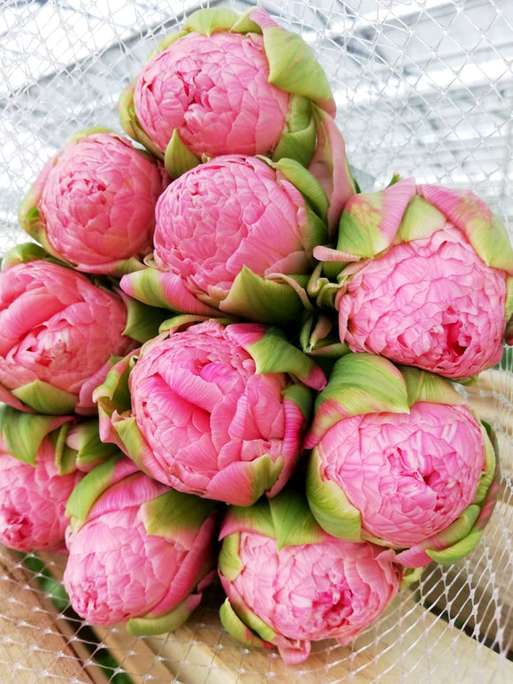 Buy Tulip Strawberry Cream Bulbs - Autumn Shipping, DutchGrown