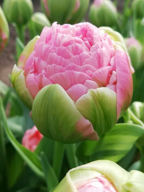 Buy Tulip Strawberry Cream Bulbs - Autumn Shipping