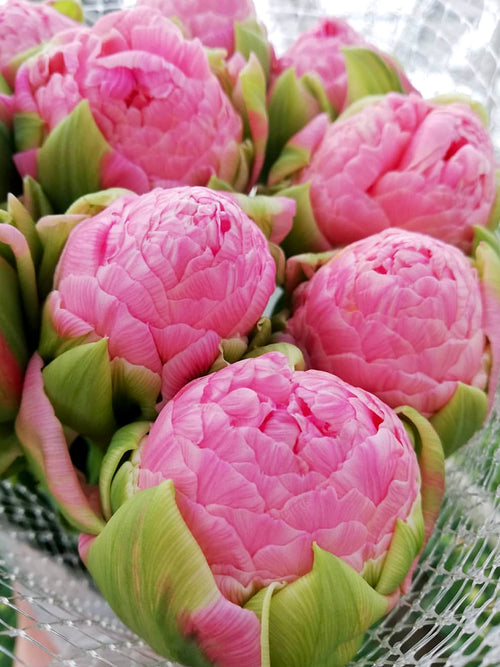 Tulip Strawberry Cream Bulbs - Autumn Shipping