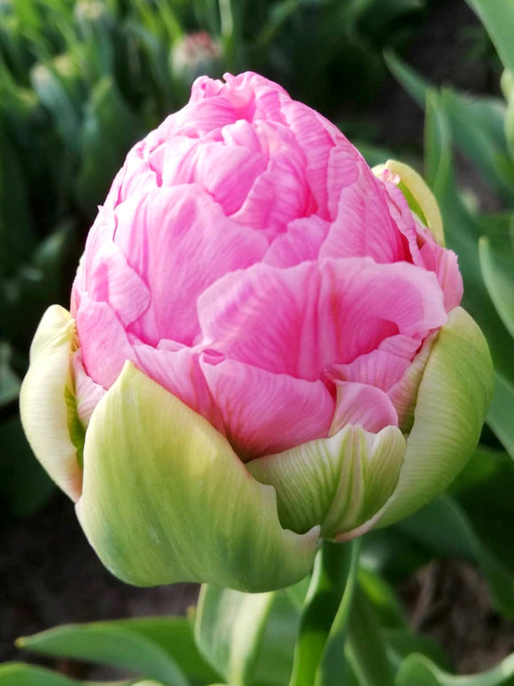 Buy Tulip Strawberry Cream Bulbs 