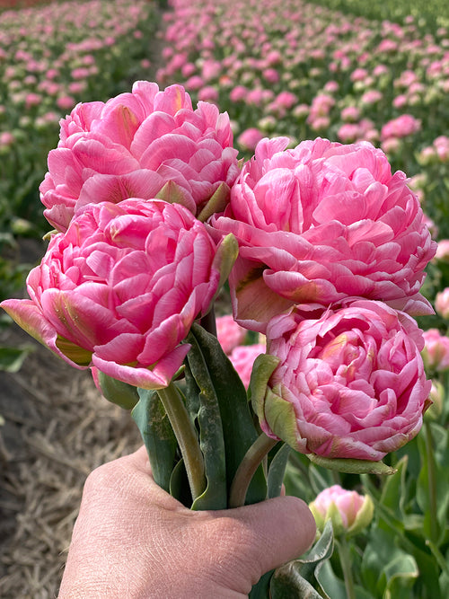 Buy Tulip Strawberry Cream Bulbs - Autumn Shipping