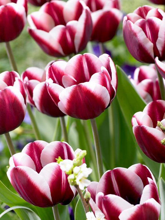 Tulip Tiramisu Bulbs - Autumn Shipping EU